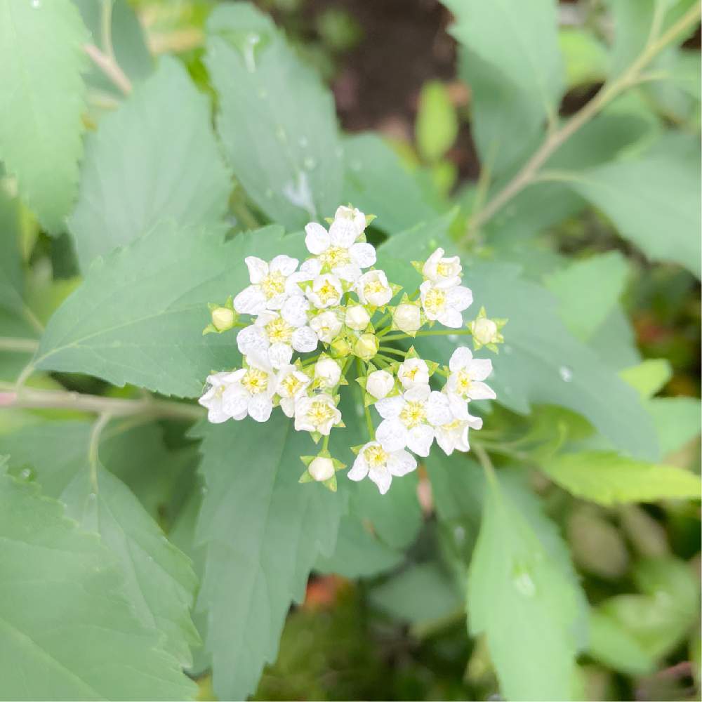 コデマリの投稿画像 By がりまつさん 小さな庭とコデマリ と春のお花とシェードガーデンと花木と日陰 庭と花のある暮らしと地植えとコデマリ と春のお花とシェードガーデンと花木と日陰庭と花のある暮らしと地植え 22月4月日 Greensnap グリーンスナップ