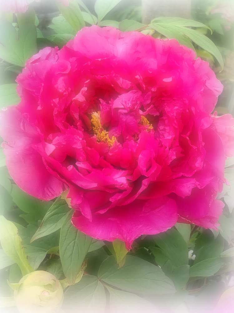 ボタンの投稿画像 By 心夏さん お花が大好きと心には太陽を いつも優しい気持ちで と世界の平和を祈ると戦争はやめてとウクライナに 希望と勇気と平和を と大きなお花とみんな笑顔にな れと心穏やかに とありがと とお花が大好きと心には太陽を いつも優しい気持ち