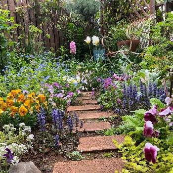 早春のお花の画像 by オードリーさん | 小さな庭とビオラ・パンジーと忘れな草。と アジュガと早春のお花
