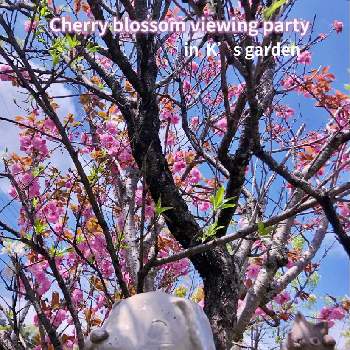 桜の花♡の画像 by けいちゃんさん | 小さな庭とわんわんとにゃんにゃんと花桃♡と樹木と4月と八重桜＊と平和を願う☆と桜の花♡とピンクの花