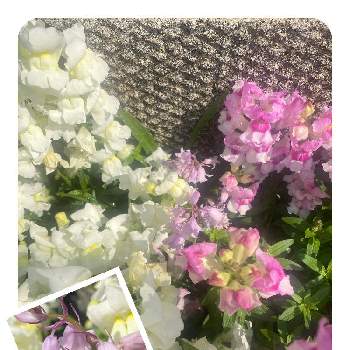 こんもりの画像 by 花奏さん | 小さな庭と宿根金魚草とツリガネソウと紫色とモコモコ♡とこんもりと花壇と球根と多年草とピンクと白色と花いろいろと小花とかわいいと白色の花