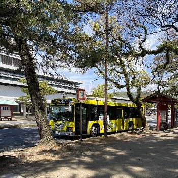 松の木の画像 by のんのんさん | お出かけ先と奈良交通のバスと松の木