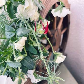 ロータスコットンキャンディ。の画像 by guriguraさん | バルコニー/ベランダとロータスコットンキャンディ。と備忘録とありがとう♡と初心者とベランダガーデニングとお花のある暮らしと小さな幸せ♡