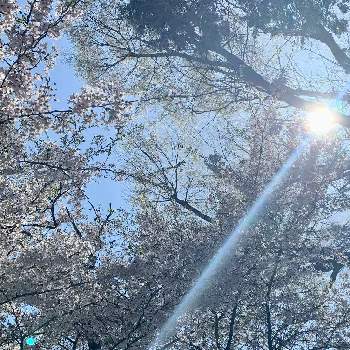 桜の花♡の画像 by 月うさぎさん | お出かけ先と春リレー♫と信州の春と桜の花♡とImagine♫とお花見散歩と春の陽