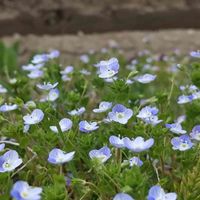 オオイヌノフグリ,青い花マニア,チーム・ブルー,チーム・ブルーNo.093,青い春の花マニアの画像