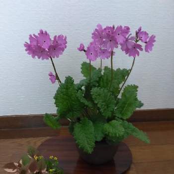 日本桜草の画像 by しずさん | 玄関と日本桜草と五色イタドリ
