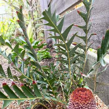 匍匐性の画像 by あっくんさん | 小さな庭とバンクシア　ブレクニフォリアと葉っぱが好きと匍匐性とネイティブプランツとワイルドフラワーとオーストラリア ネイティヴプランツと花のある暮らしとオージープランツ