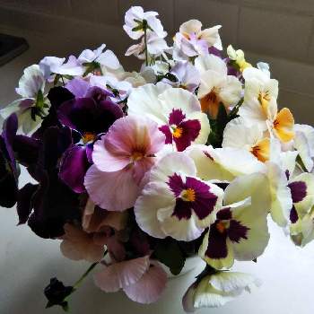 剪定した花の画像 by fooco62さん | キッチンとビオラ・パンジーとはなのある暮らしと剪定した花
