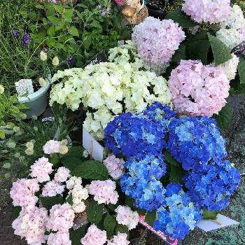 お花屋柊 大美野店のアルバム Greensnap グリーンスナップ