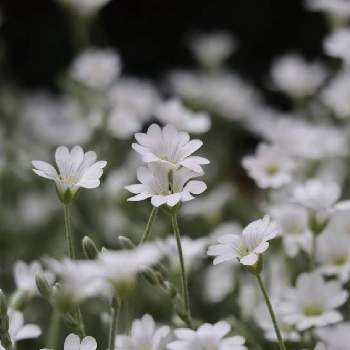 セラスチュームの画像 by 球根の中にはさん | セラスチュームと白い花と小さい花と常緑多年草とおうち園芸と純白マニアと外は白い花