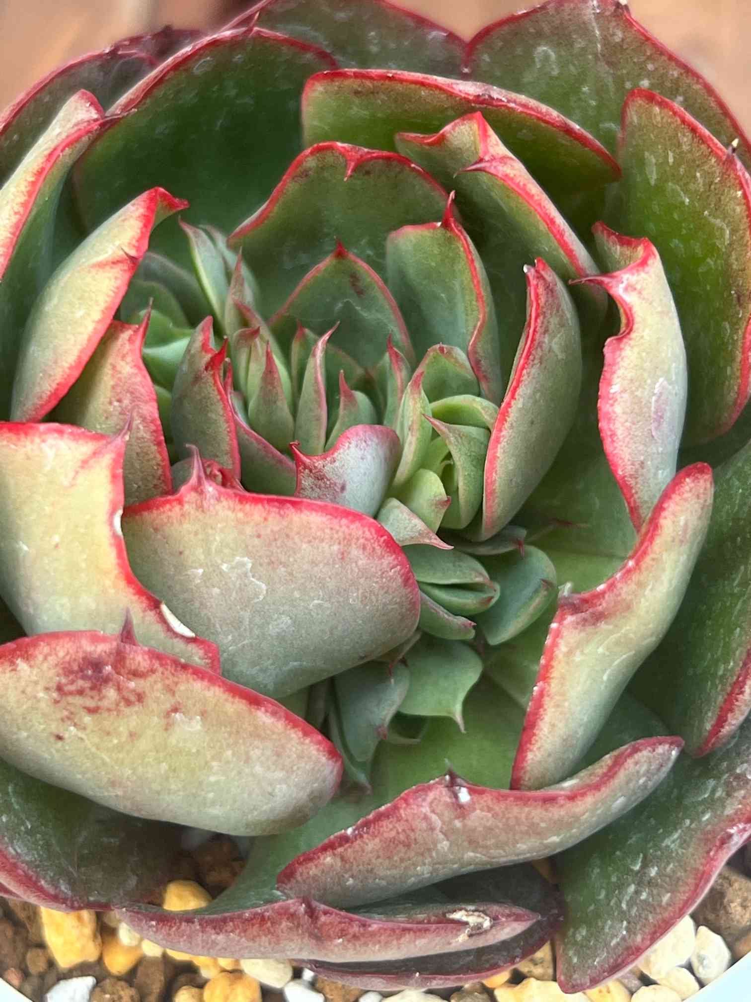 ヤンジン♡の一覧｜🍀GreenSnap（グリーンスナップ）