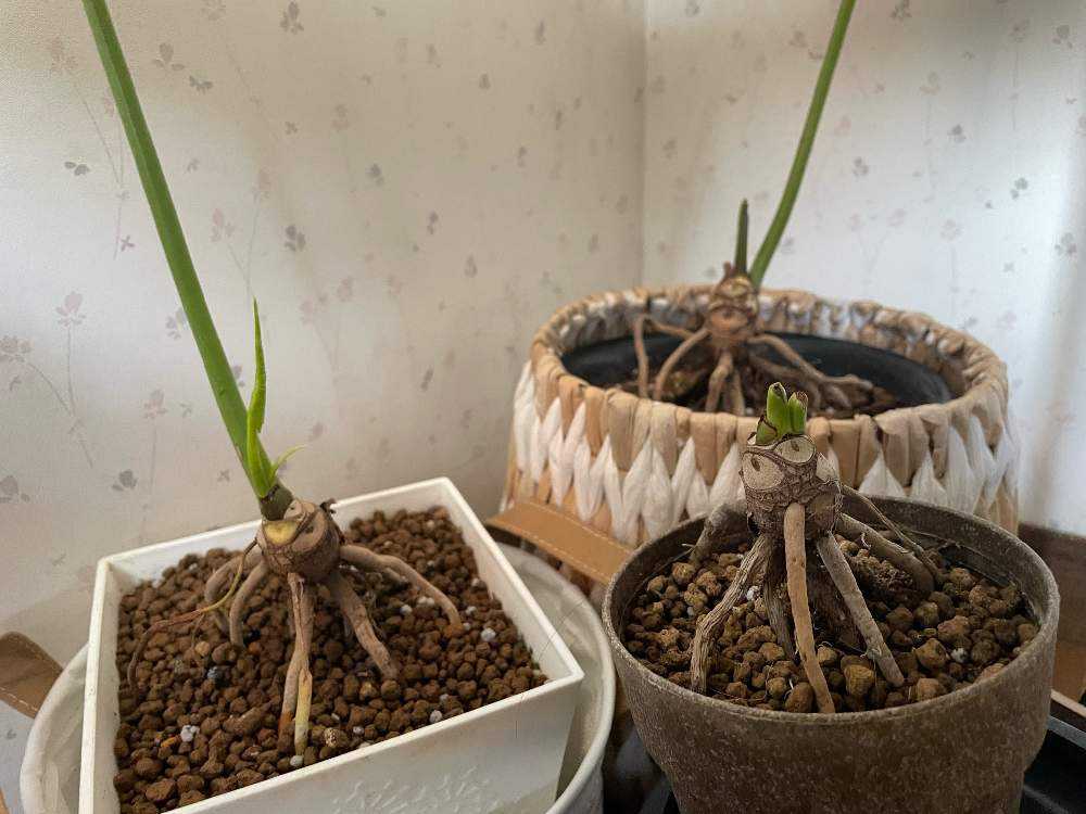 放置し過ぎたセロームを根上がりに挑戦！！｜🍀GreenSnap（グリーン