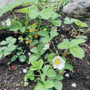 イチゴの花 白の投稿画像一覧 Greensnap グリーンスナップ