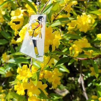 ハーデンベルギア,大人の着せ替え人形,かわいい❤️,お花がいっぱい,お散歩ちゃんキーホルダーの画像