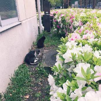 ネコの画像 by mesuko さん | お出かけ先とツツジと公園と道端の草花とガーデニングとネコと散歩