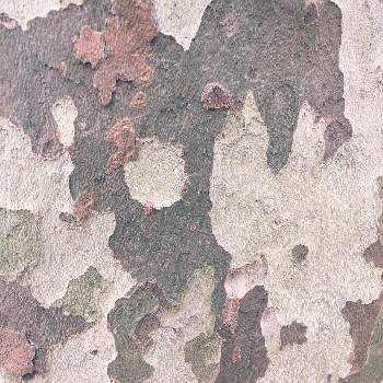 スズカケノキの画像 by mesuko さん | お出かけ先とスズカケノキと樹木と公園と道端の草花と散歩とガーデニング