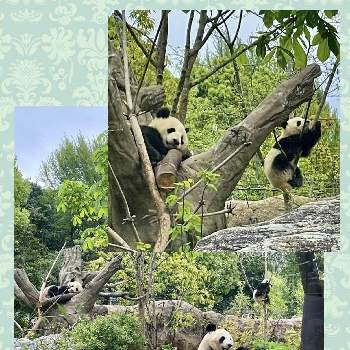 上野動物園の画像 by mimimiさん | お出かけ先といつもありがとう♡と上野動物園とGSミニモニ。とパンダ大好き♡とカワイイ♡といつも心に太陽をと双子パンダとごっつご機嫌とパンダのもり
