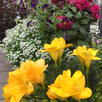 フリージア  黄色の画像 by hana☘️さん | 小さな庭とフリージア  黄色とフリージアの花