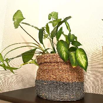 シンゴニウム,観葉植物,鉢植え,室内,鉢カバーの画像