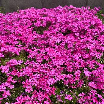 ピンクのお花も好きの画像 by あやりんさん | 小さな庭とピンクのお花も好きと可愛い小さい花とおうち園芸と 芝桜と春の花！とお花好きと癒しのひと時