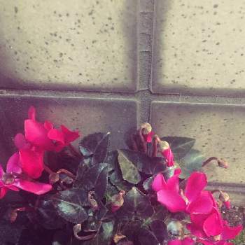ど根性の画像 by みずたまさん | お出かけ先とガーデンシクラメンと半日陰と冬の花とアスファルトと赤い花とアスファルトの隙間からとガーデニングとど根性と地植え