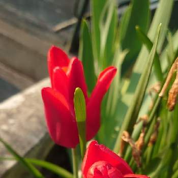 赤色の画像 by ヒデキさん | 広い庭とチューリップ♪と赤色と赤い花とチューリップ大好き♡とあか