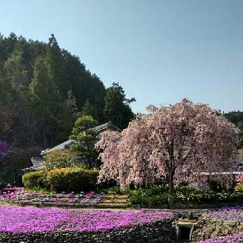 三田市花のじゅうたんの投稿画像一覧 Greensnap グリーンスナップ