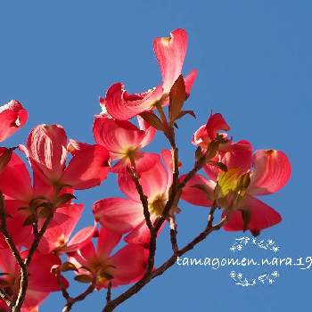 ハナミズキ(花水木)の画像 by tamagomen. nara.1964さん | ハナミズキ(花水木)と赤花の花水木と植物観察日記と気温16℃とOLYMPUS PEN E-PL10と花水木☻とハナミズキ ☻と快晴と奈良県奈良市と赤い花水木☻
