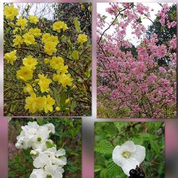 春の花木の画像 by ちっちさんさん | 広い庭とシロヤマブキとハナカイドウと雲南黄梅（うんなんおうばい）とリキュウバイと花のある暮らしと春の花木と穀雨