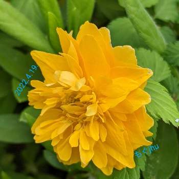 橙色のお花の画像 by もぐjuhさん | お出かけ先と花色と葉っぱとお顔がこんにちはとGoogle Pixel5と橙色のお花と拡大