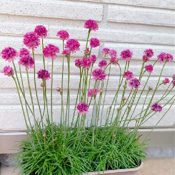 ピンクのボンボンの投稿画像一覧 Greensnap グリーンスナップ ピンクのボンボンの投稿画像一覧 Greensnap グリーンスナップ