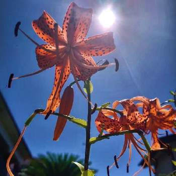 陽の光を浴びての画像 by シェリーさん | オニユリとキラキラ✨と❇キラキラ輝いて❇と元気！と今日のお花と元気いっぱい❣️と＊今日のお花＊としべ好きとオレンジの花と元気色といつも心に太陽をと鬼ユリと陽の光を浴びてと元気としべが長い花とオレンジ色と鬼百合。と今日のお花❀とオレンジとオニユリの花とオレンジ色のお花