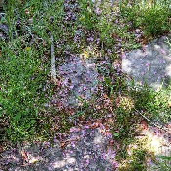 木漏れ日の画像 by あななさん | お出かけ先と木漏れ日と石畳と桜の花びらの歩道