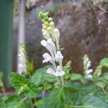 タツナミソウ 白の投稿画像一覧 Greensnap グリーンスナップ