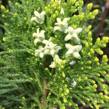 コノテガシワの花 の投稿画像一覧 Greensnap グリーンスナップ