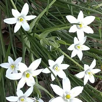 オーニソガラム属の画像 by ビビ⋅アンさん | 今日も笑顔で♡と2019同期と世界平和と草むらの中でとありがとう♡と星形のお花とオーニソガラム属と白い花とオーニソガラム♡とベツレヘムの星☆とオオアマナの花と白いお花