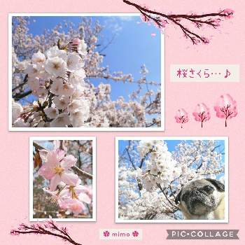 犬のいる暮らしの画像 by ❀ mimo ❀さん | お出かけ先とさくら サクラ 桜とパグとネコのいる暮らしといつもありがとう♡とピンク❤︎ピンクと春の訪れと犬のいる暮らしと花のある暮らしと青空の下
