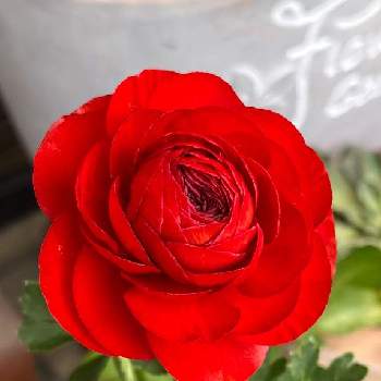 ラナンキュラス♪の画像 by morinokoさん | 赤いお花とラナンキュラス♪と咲いてくれてありがとうとおうち園芸と待ちに待ってと素敵な色合いと秋植え球根と『秋植え球根2022』フォトコンテスト
