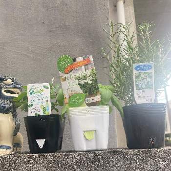 バジル ハーブの画像 by Oki南国Latin luvさん | 車庫とバジルとローズマリーとモヒートミントと初心者と美味しかったとバジル ハーブと一番最初に買った植物