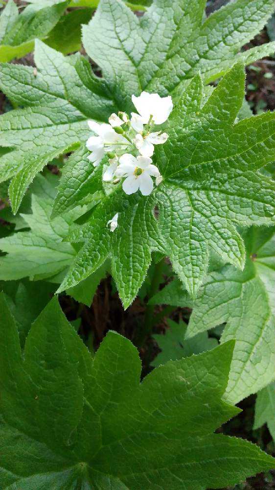 イ*ス様 山野草・野生蘭(神奈川県産・クマガイソウ) イ*ス様 山野草・野生蘭(神奈川県産・クマガイソウ④) 島根県邑南