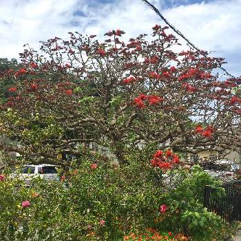 沖縄北部の画像 by sena78さん | デイゴ(梯梧)と大宜味村とうりずんの季節と沖縄とGSミニモニ。とデイゴ属と赤い花と沖縄タニラーと沖縄北部とGS植物うちなーぐち会