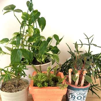 リプサリスの画像 by r i n..さん | 部屋とポトス♪と リプサリスとわたしの家の観葉植物