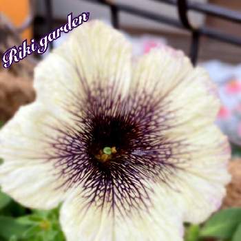 ペチュニア　カプチーノの画像 by Rikiさん | ペチュニア カプチーノとお花大好き♡とGSに感謝。と我が家の花壇とペチュニア　カプチーノと素敵