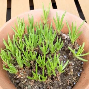 草花火の投稿画像一覧 Greensnap グリーンスナップ