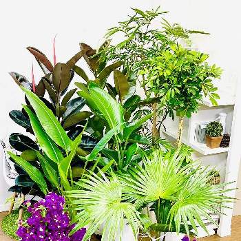 希少種の画像 by e-RANさん | インテリアとフィカスバーガンディとシェフレラ(ホンコンカポック)とブーゲンビリア・サンデリアーナと旅人の木とフィカス デゴラゴムとオガサワラビロウとエバーフレッシュとシェフレラ レナータと観葉植物を楽しむとレア植物と観葉植物と植物のある暮らしとグリーンのある暮らしとシンボルツリーとグリーンインテリアとおうち時間と南国植物と　ガジュマルと植物との時間と希少種と観葉植物好きと緑のある暮らしとオシャレ観葉と観葉植物のある暮らしとガーデニングと個性的とGREEN UP!とインテリアグリーン