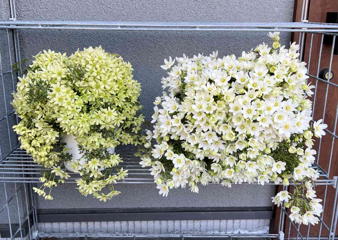 クレマチス・ペトリエイ＆カートマニージョー3年間の開花記録