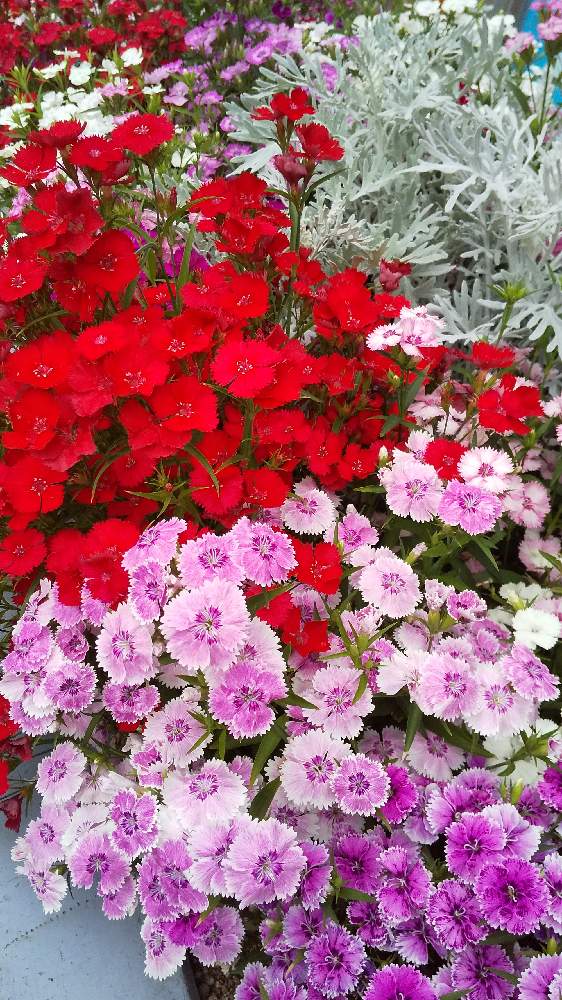 テルスターの投稿画像 By 太陽の塔さん シロタエギク 22月4月21日 Greensnap グリーンスナップ Greensnap グリーンスナップ