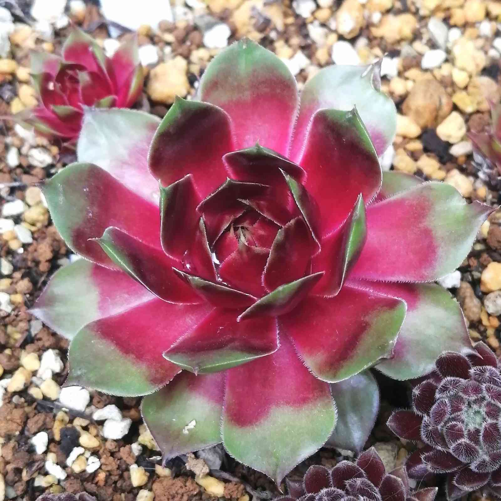 センペルビウム サンドロップの一覧｜🍀GreenSnap（グリーンスナップ）