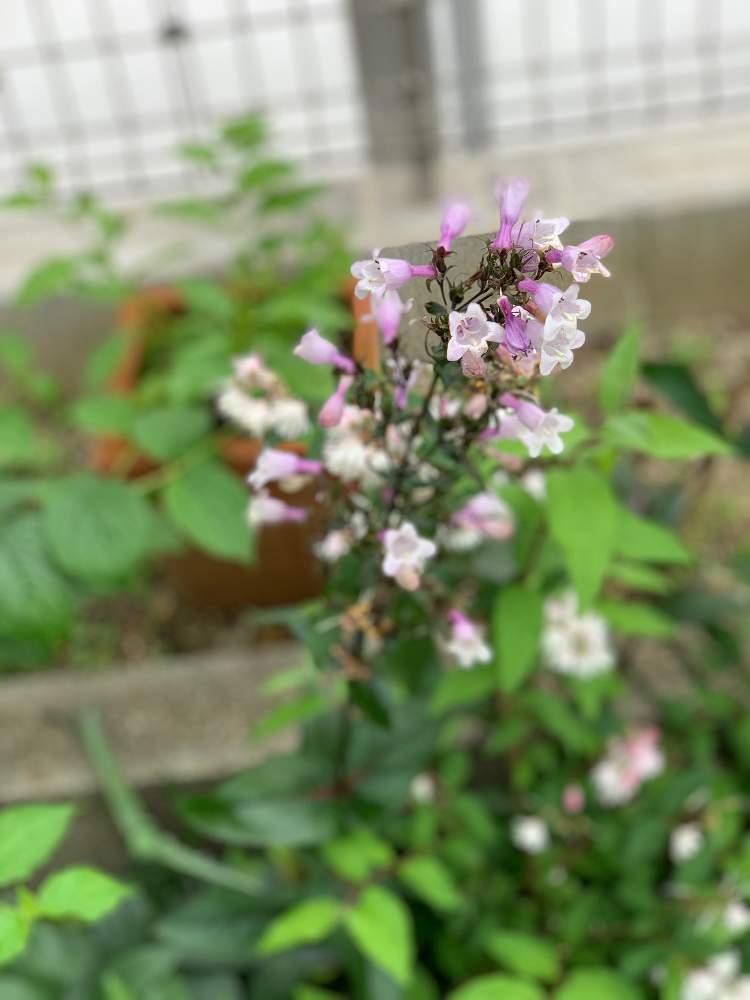 ペンステモンミスティカの移植と株分け Greensnap グリーンスナップ