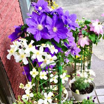 クレマチス HFヤングの画像 by ひまわり大好きさん | 玄関とクレマチス HFヤングとクレマチスモンタナスノーフレークとクレマチス　麻生とお気に入り♡と可愛い花とチーム.ブルーNO.108と大好きなお花♡と花で癒しを…と大好きなお花と可愛いお花♪と癒し…♡と花のある暮らしとクレマチス 鉢植えと青い花マニアとチーム・ブルーと❤️癒されてと癒されて❤️と大好きな花友さん